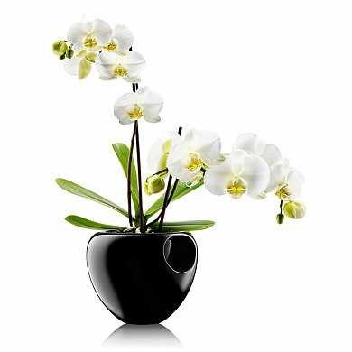Горшок для орхидеи Orchid pot черный (арт. 568241)