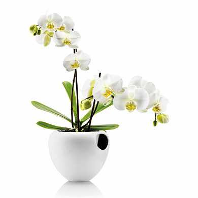 Горшок для орхидеи Orchid pot белый (арт. 568240) купить в интернет-магазине ТОО Снабжающая компания от 77 175 T, а также и другие Комнатные растения на сайте dulat.kz оптом и в розницу