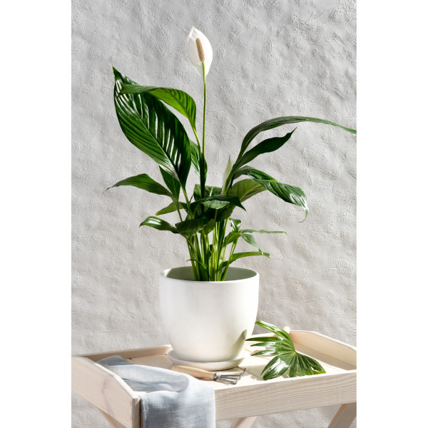 Горшок цветочный Колор Гейм (арт. 256304) купить в интернет-магазине ТОО Снабжающая компания от 12 936 T, а также и другие Комнатные растения на сайте dulat.kz оптом и в розницу